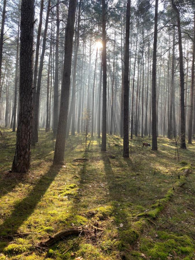 Ferienhaus Im Wald Borkwalde Bagian luar foto